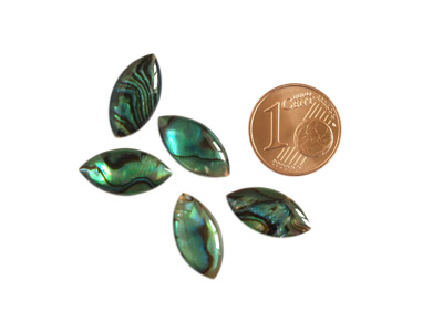 Abalone Cabochon Bild 1